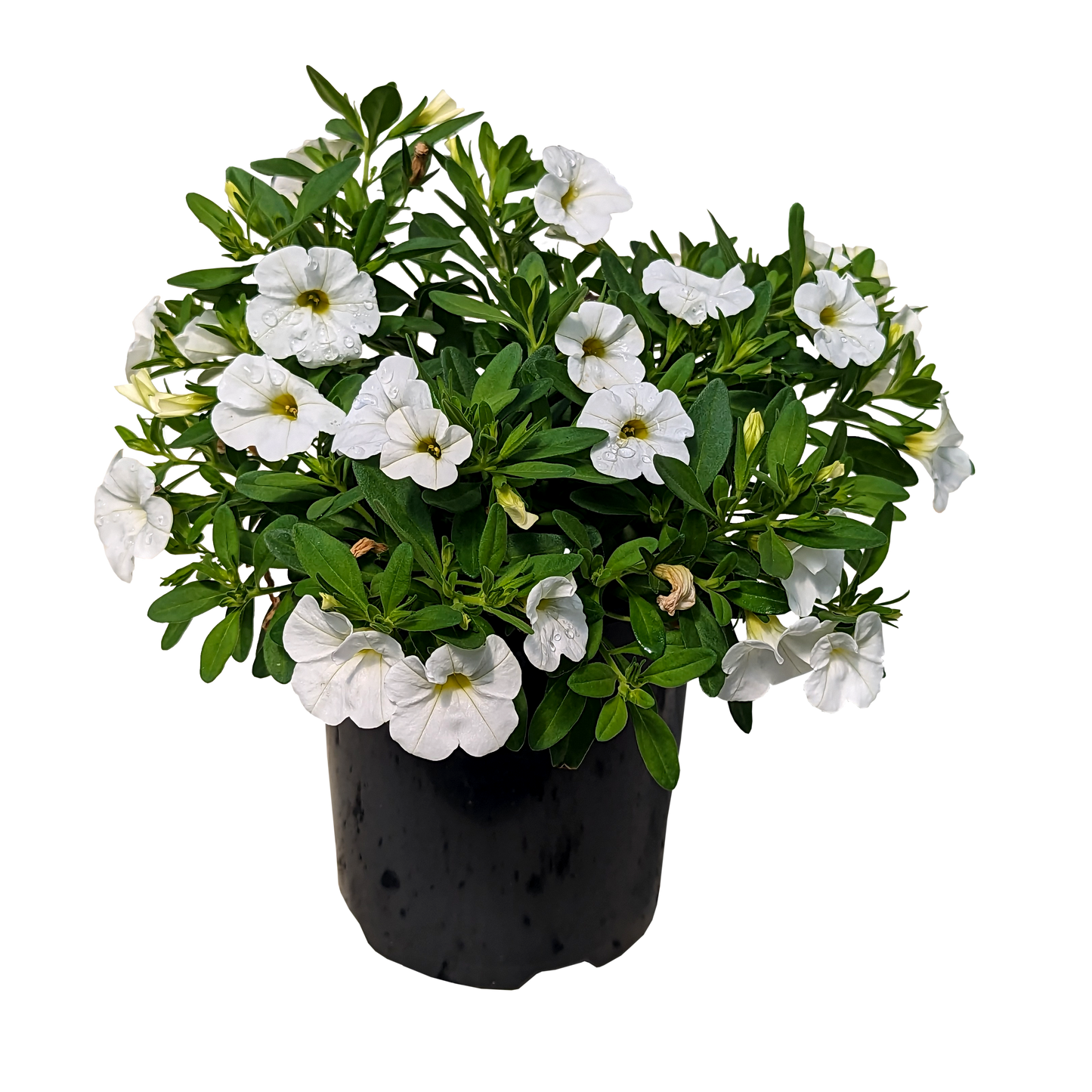 Calibrachoa White