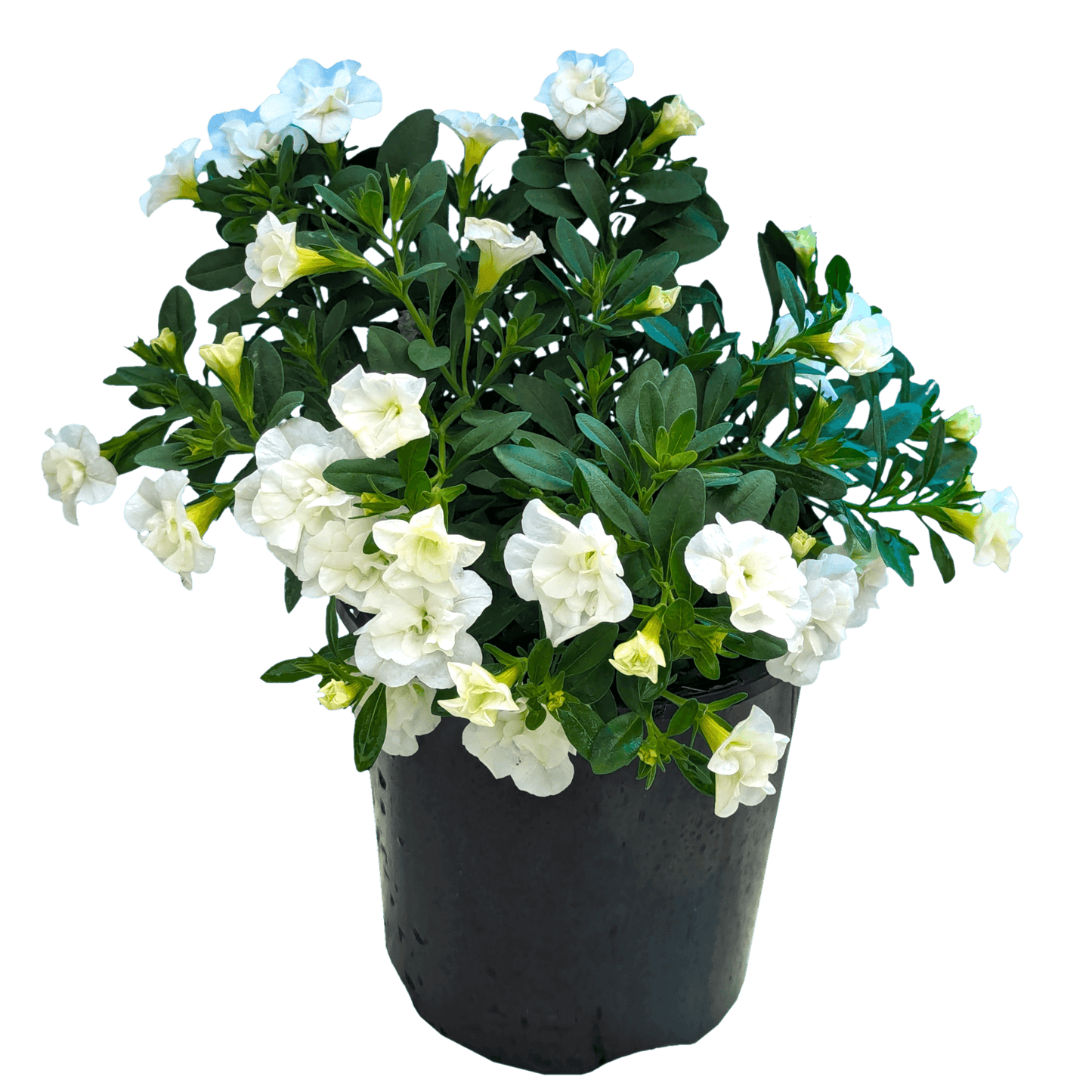 Calibrachoa Double White