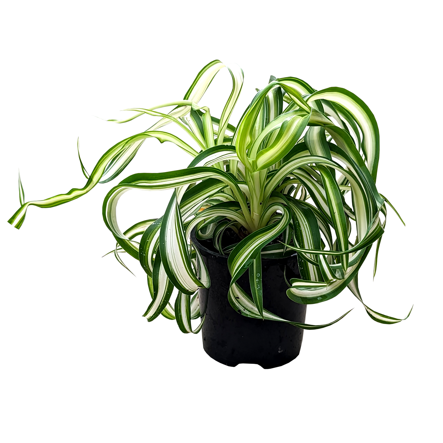 Variegated curly foliage chlorophytum in 100mm pot