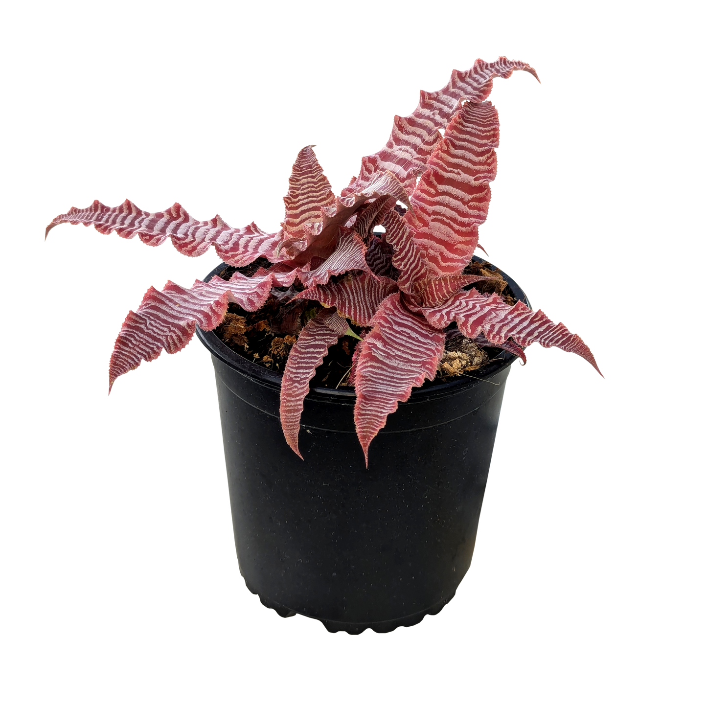 Cryptanthus zonatus - Earth Star