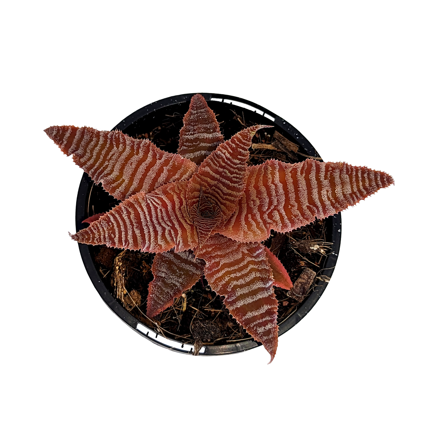 Cryptanthus zonatus - Earth Star