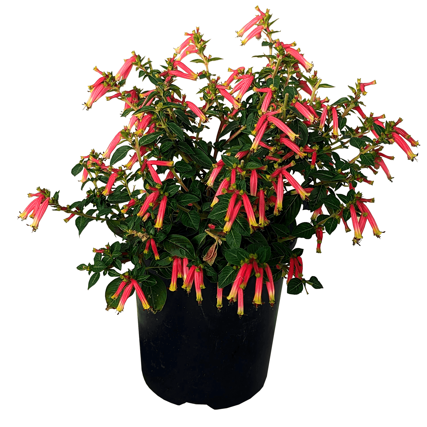 Cuphea Honeybells 125mm