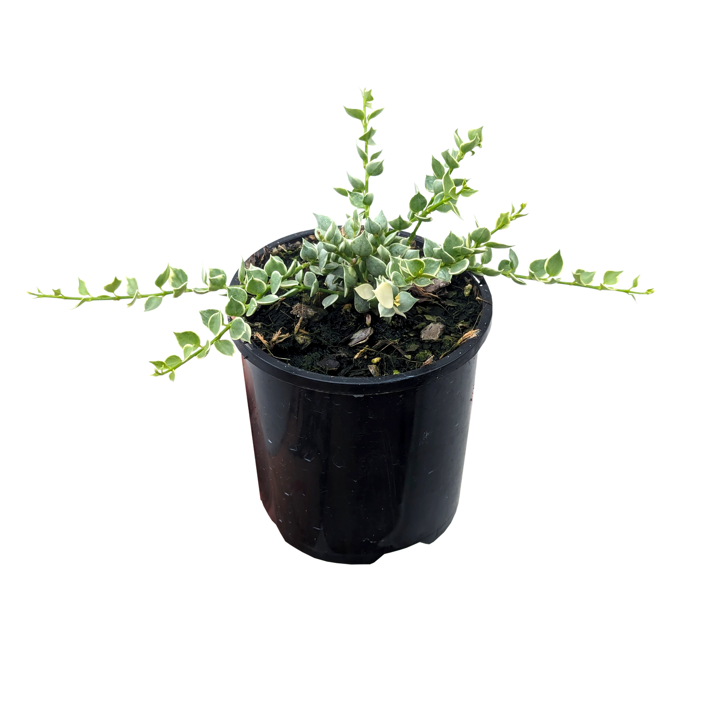 Trailing spade shaped foliage succulent with blue/green leaves with white edges in pot.