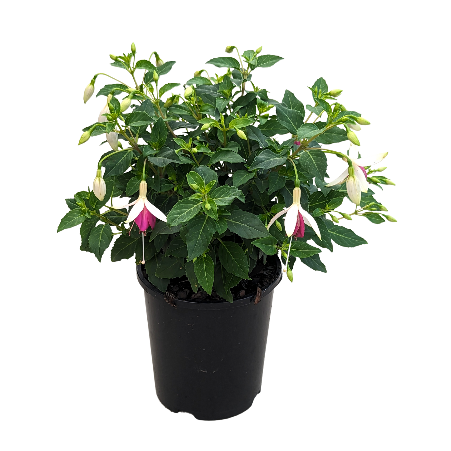 Fuchsia plum