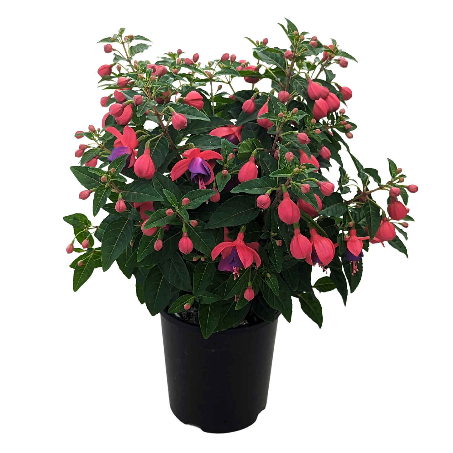 Fuchsia purple