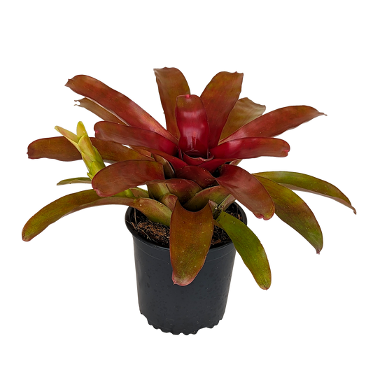 Neoregelia Fireball X side