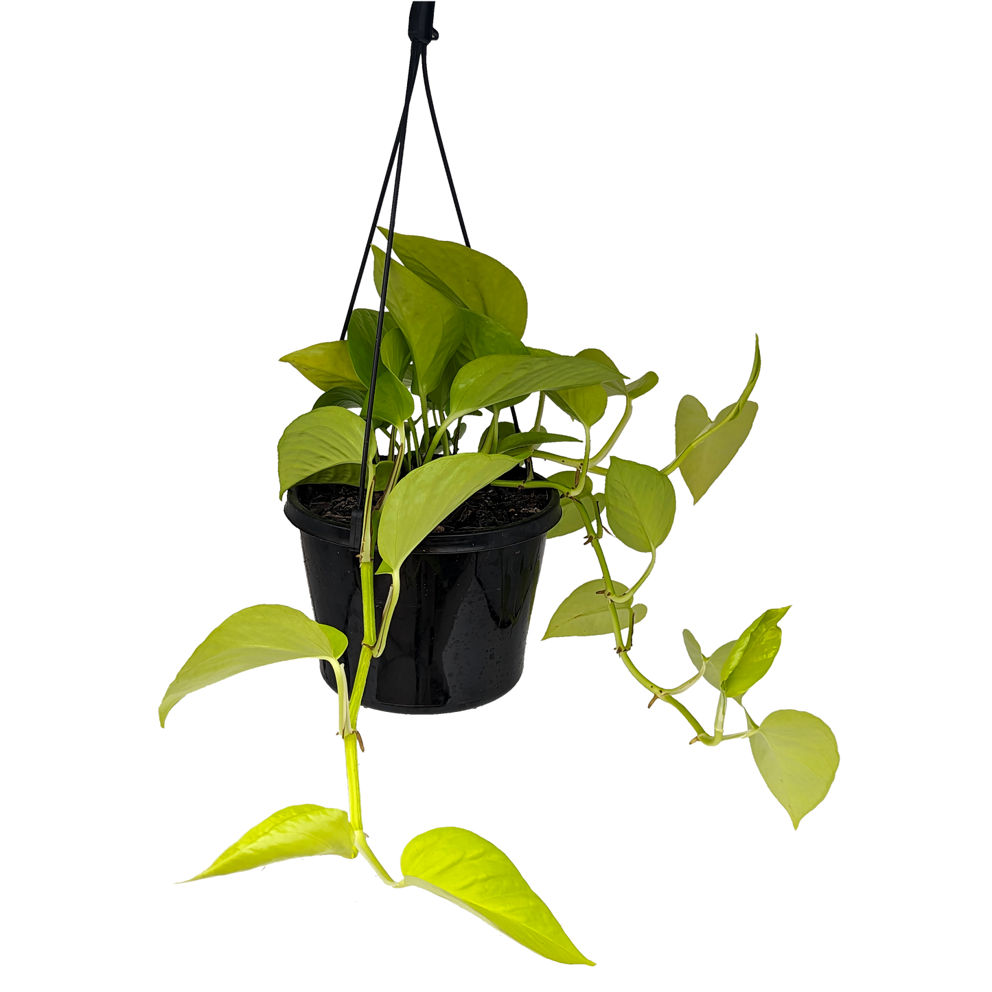lime light green trailing pothos devils ivy trailing hanging basket.