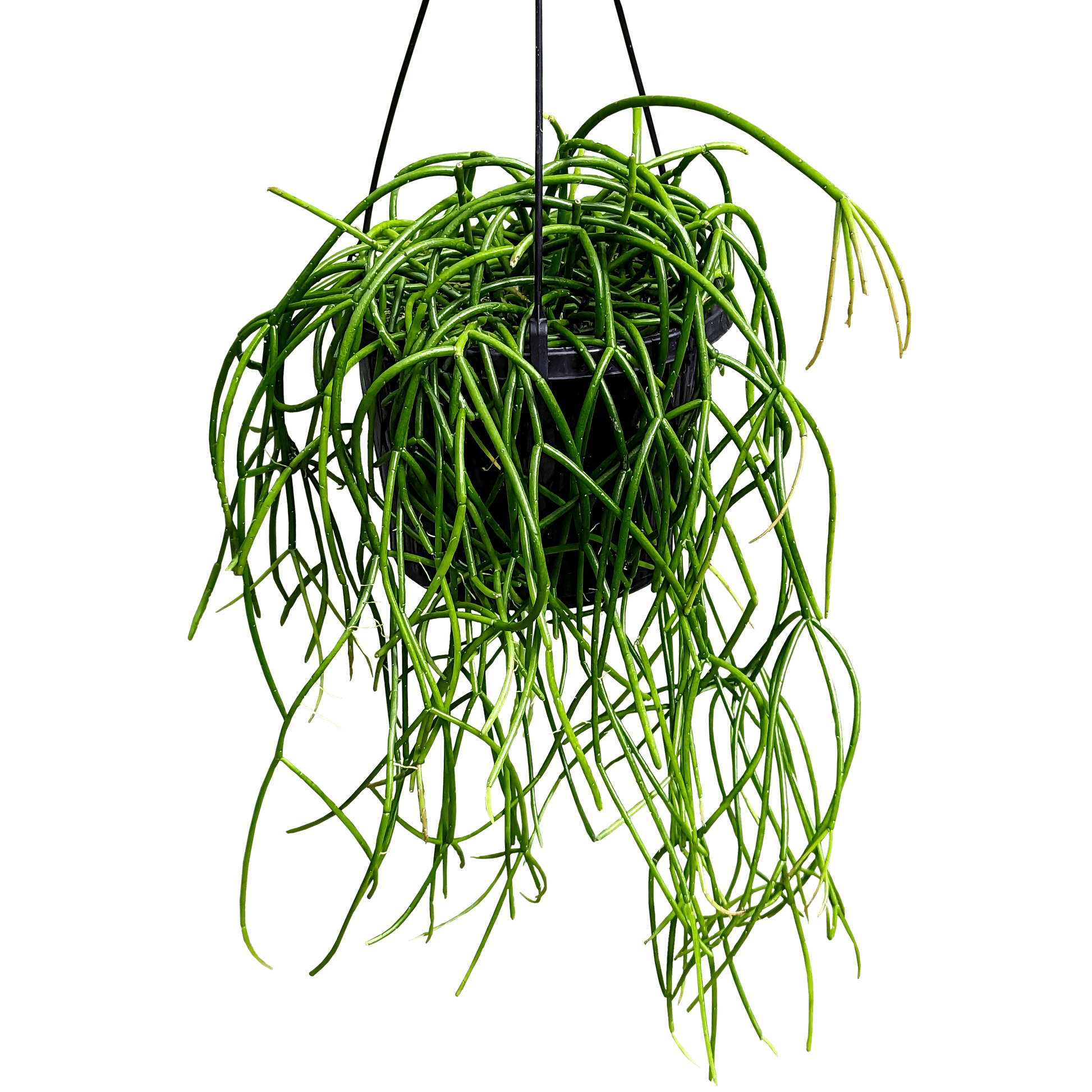 Rhipsalis baccifera - Mistletoe Cactus 155mm