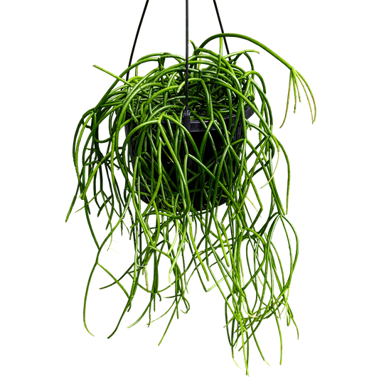 Rhipsalis baccifera - Mistletoe Cactus 155mm