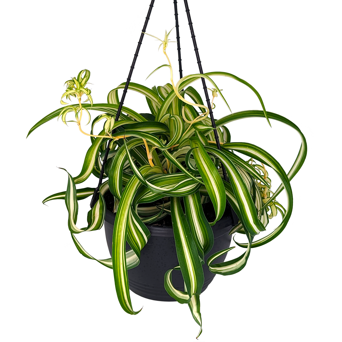 Chlorophytum comosum - Curly Ribbon Plant 200mm