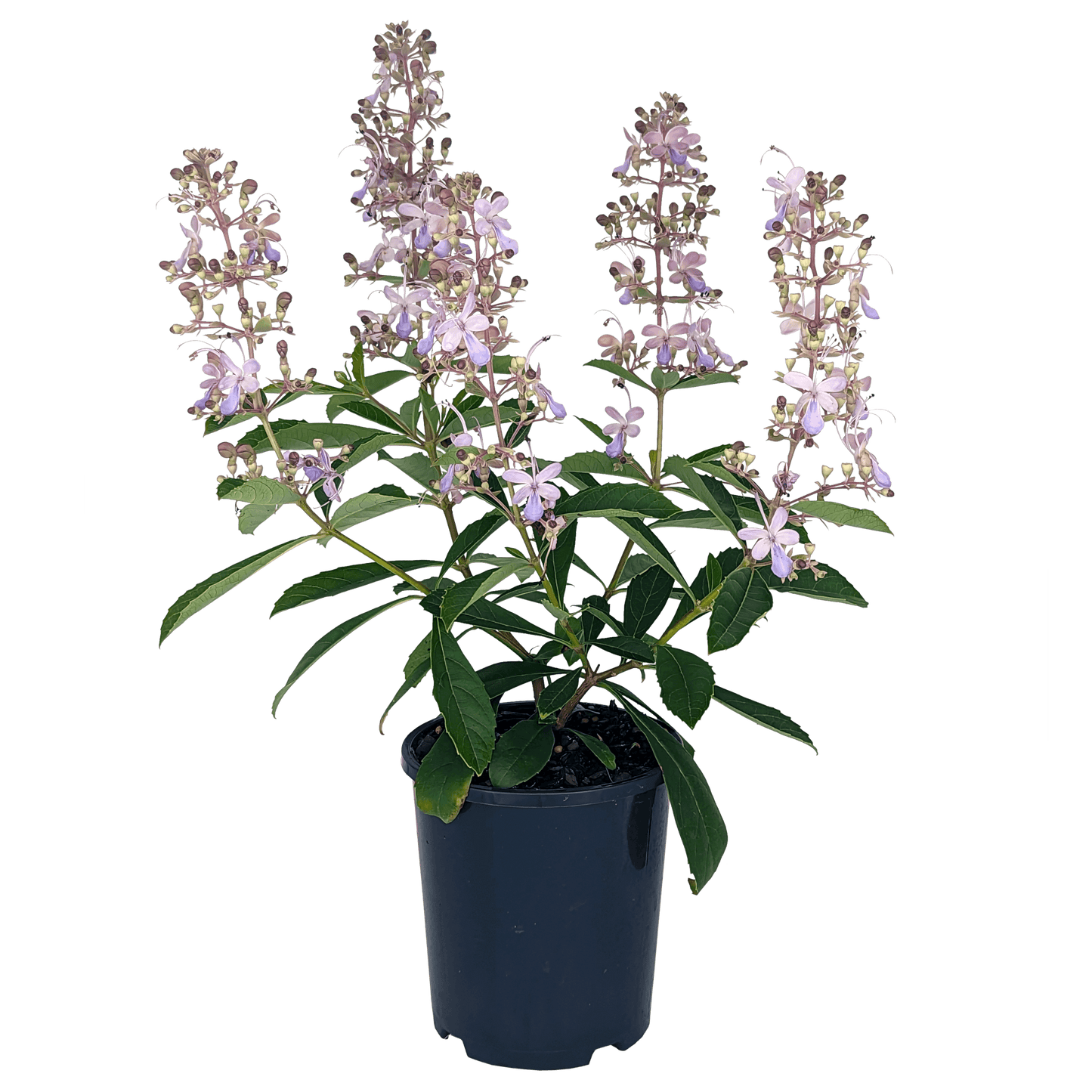 Rotheca serrata - Blue Fountain Bush 140mm