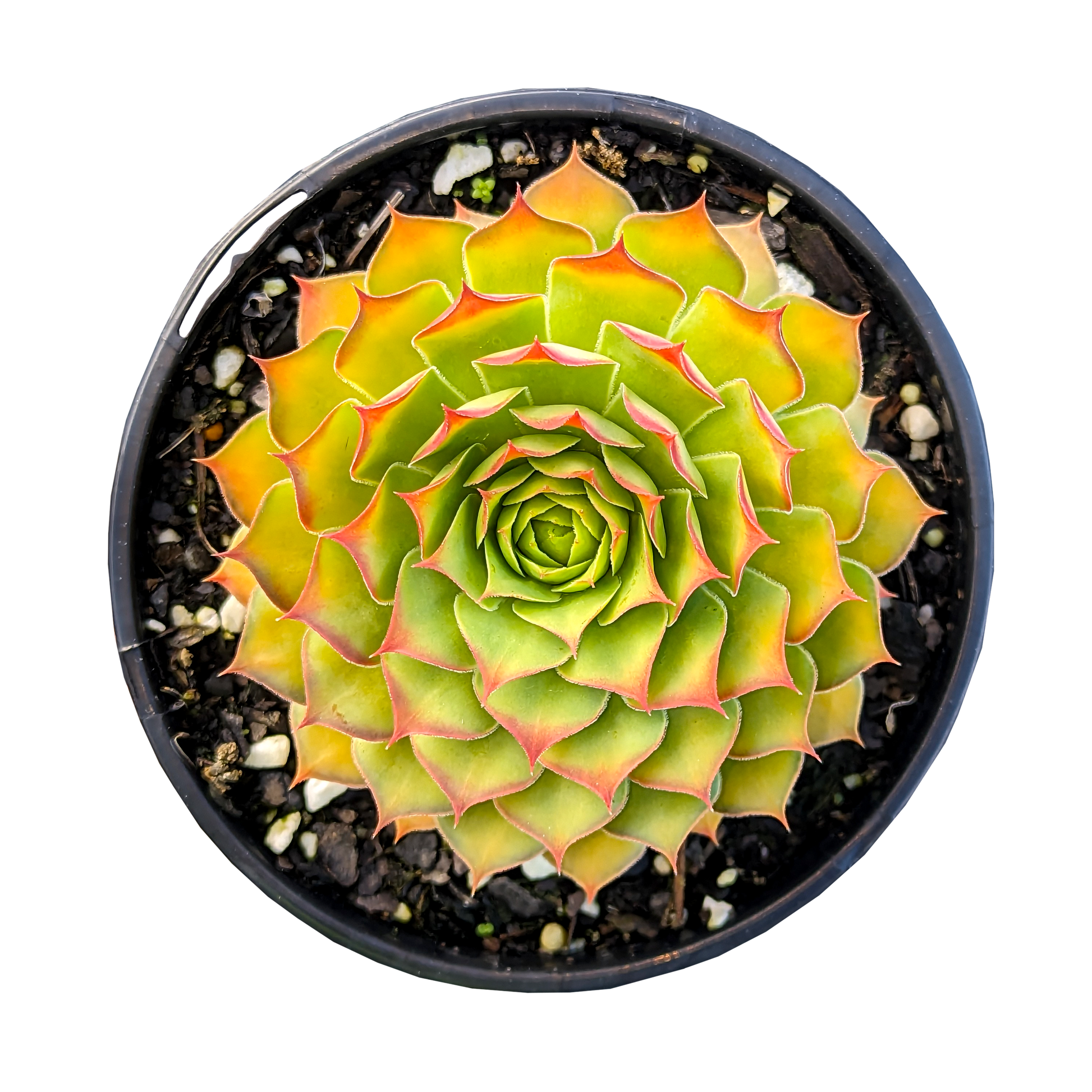 Sempervivum Gold Nugget 125mm