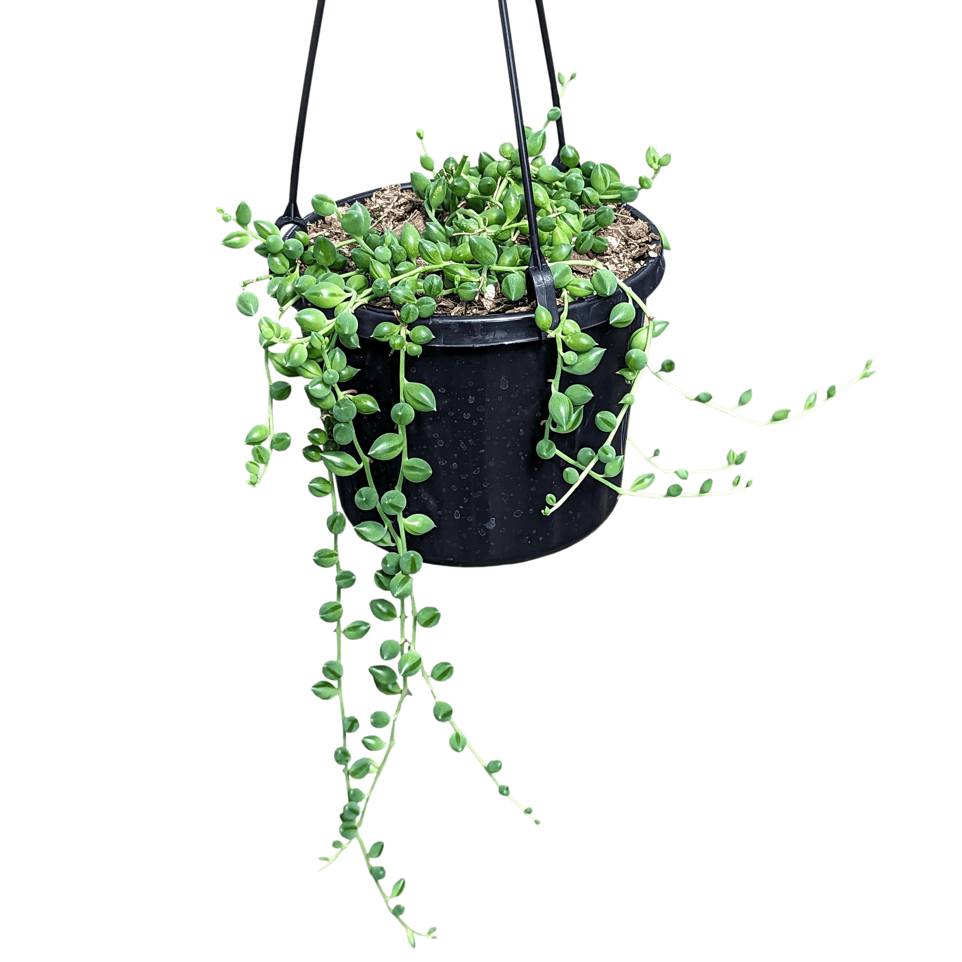 Senecio String of Lanterns 125mm