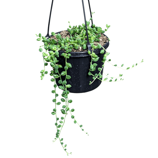 Senecio String of Lanterns 125mm