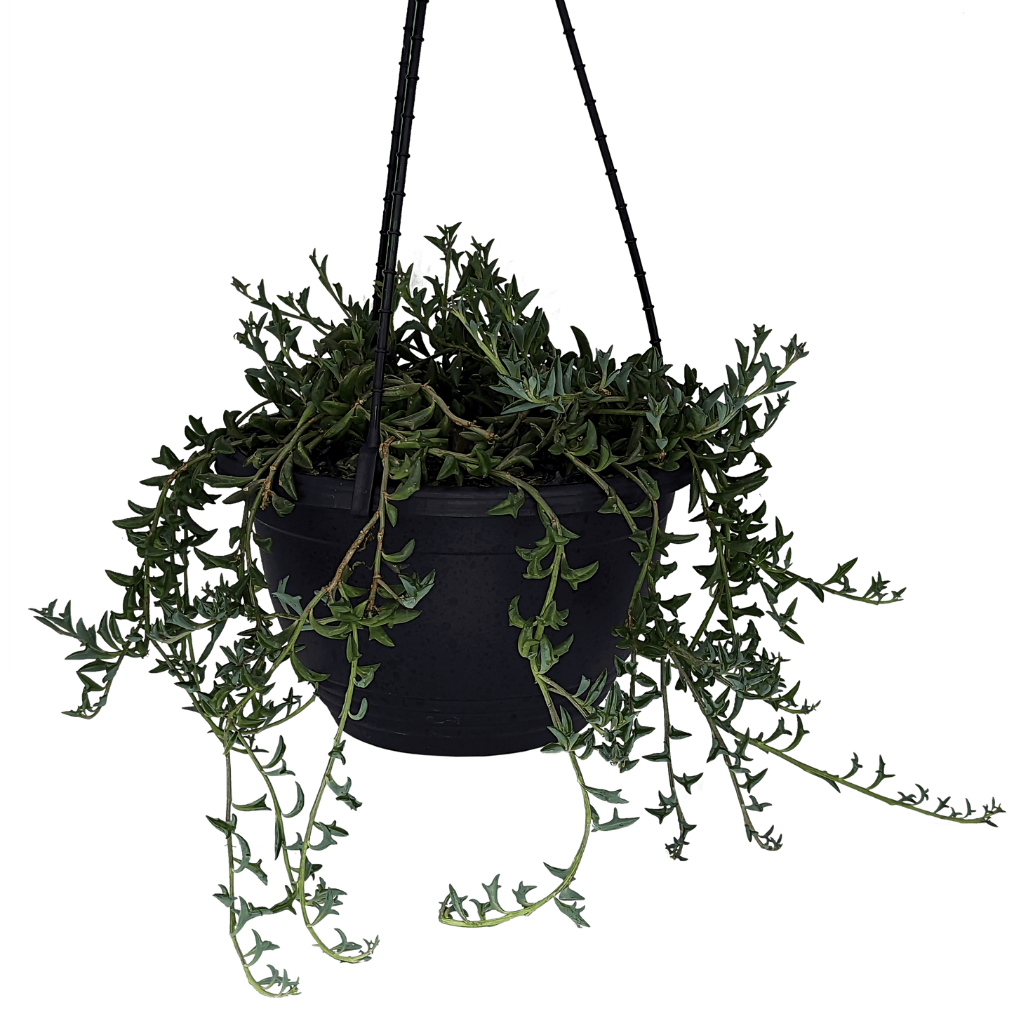 Senecio peregrinus - String of Dolphins 200mm