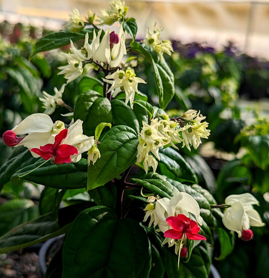  Bleeding Heart Vine