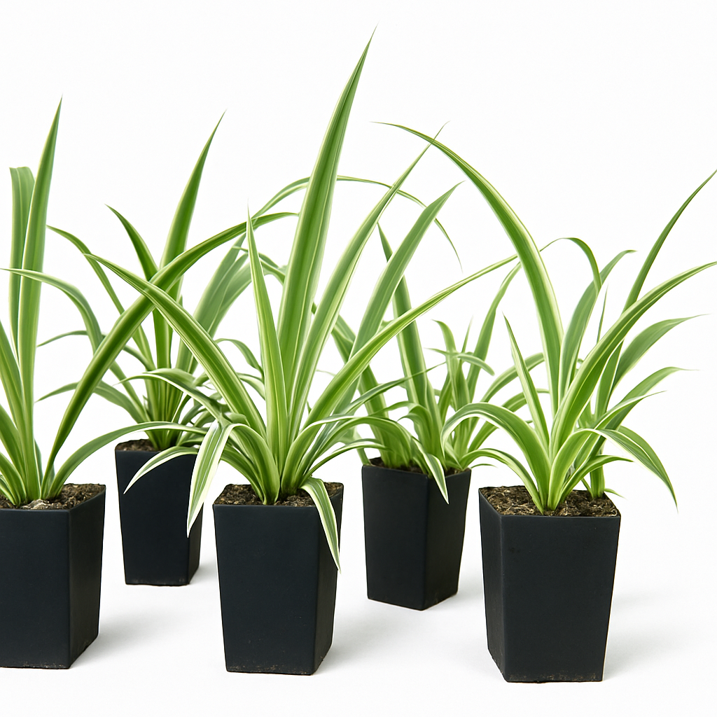 Chlorophytum: Fresh Air with Easy Care