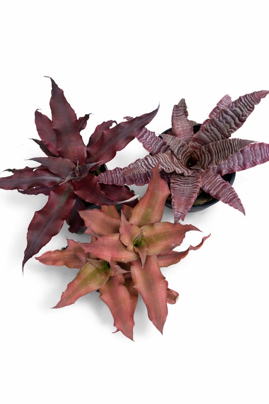 Cryptanthus Care Guide: How to look after your Earth Star!