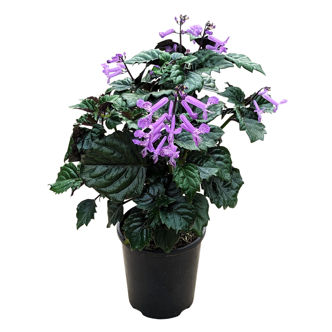 Plectranthus Lion Blue