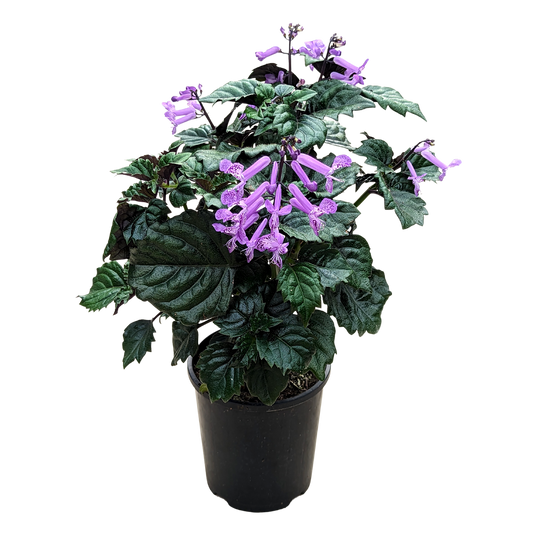 Plectranthus Lion Blue