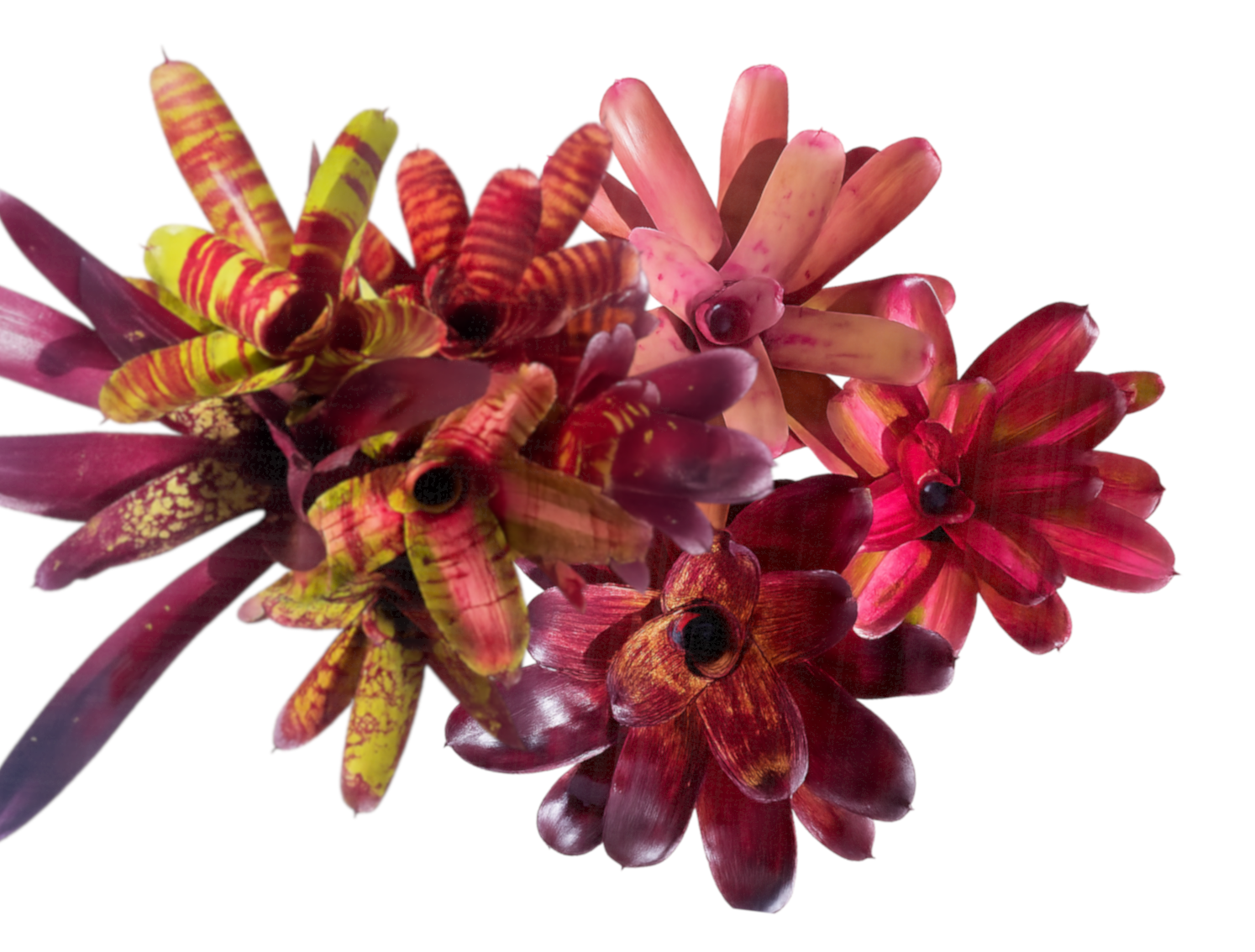 Are you a Bromeliad lover?