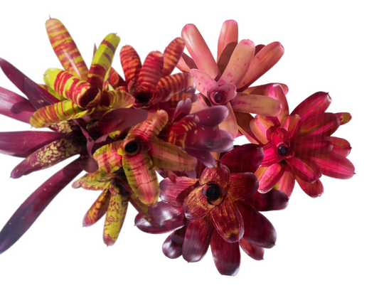 Are you a Bromeliad lover?