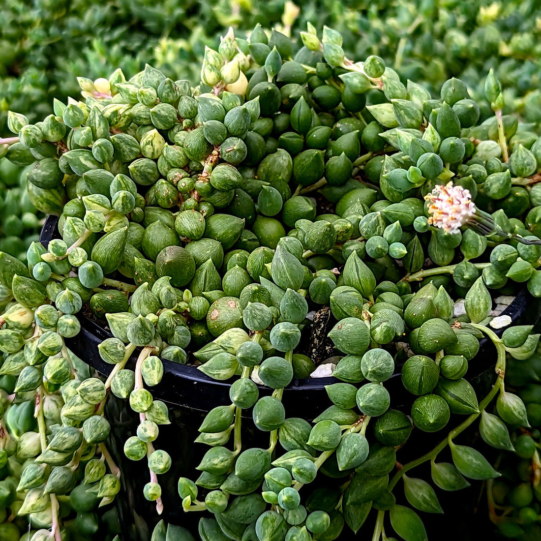 our plant shop	