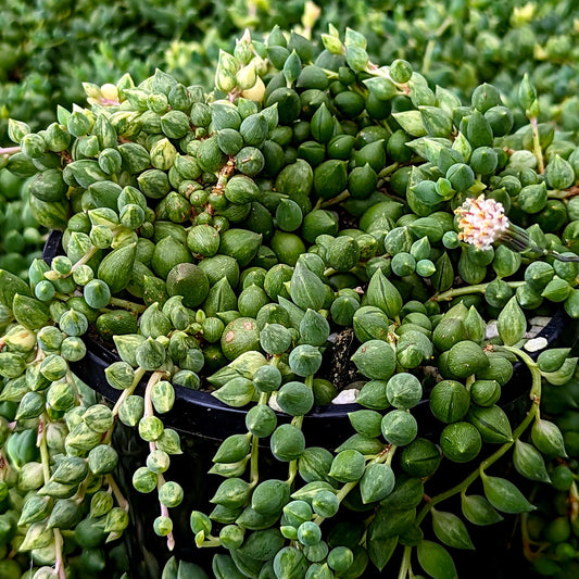 our plant shop	
