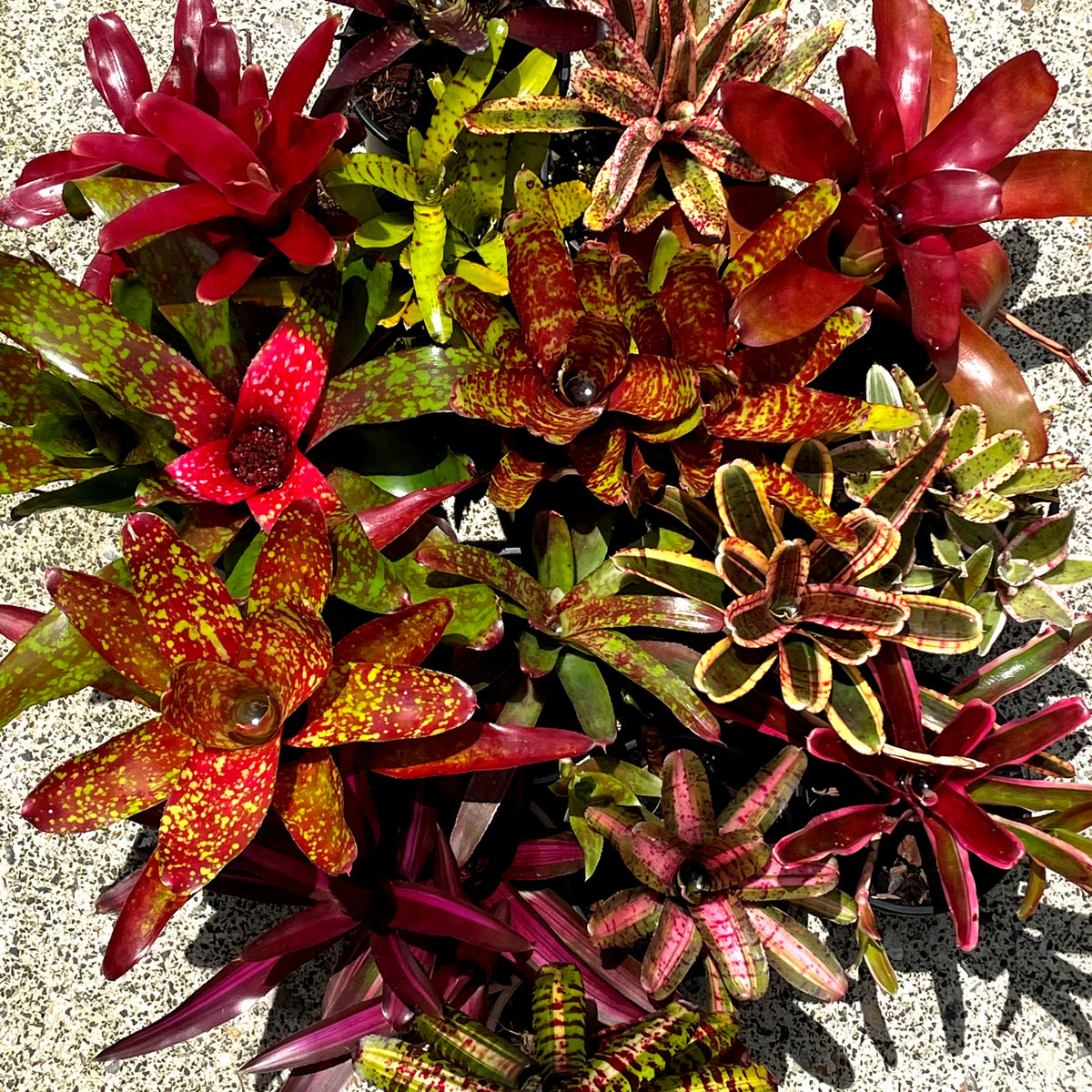 Are you a Bromeliad lover? Then you'll adore our assortment of Neoregelia!