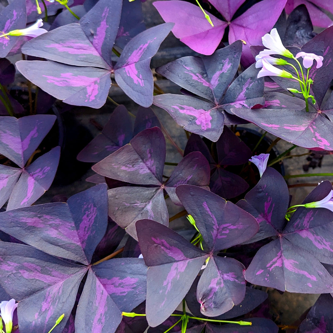 Purple Shamrock