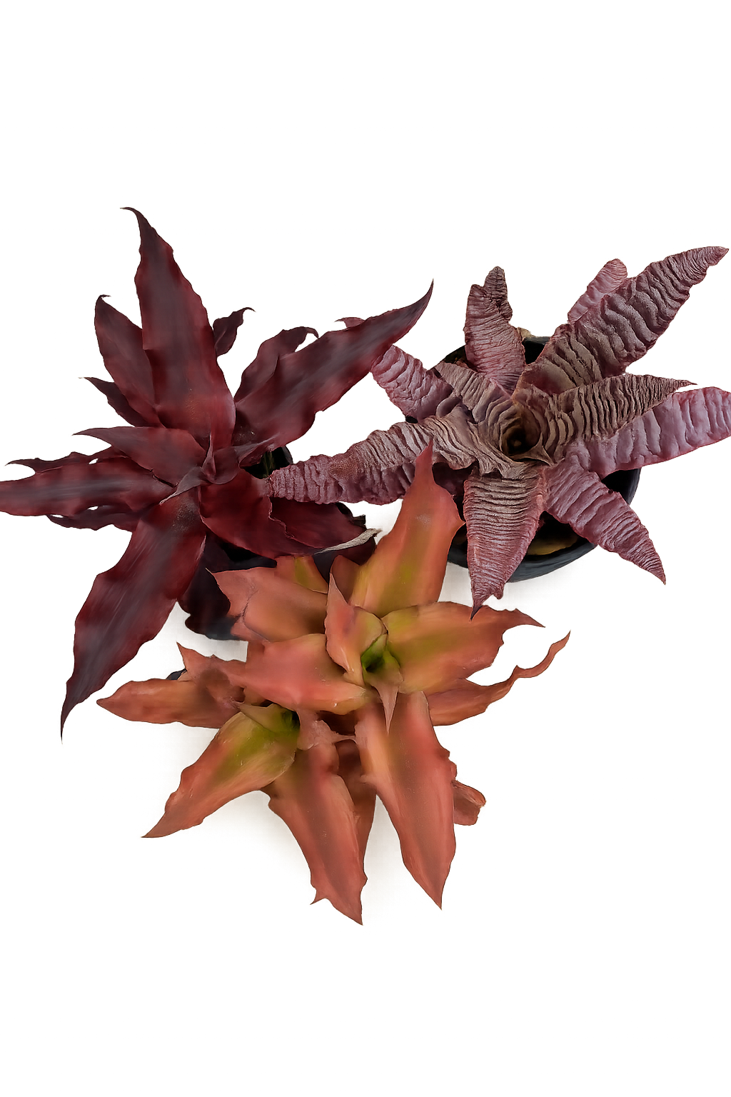 Cryptanthus Trio