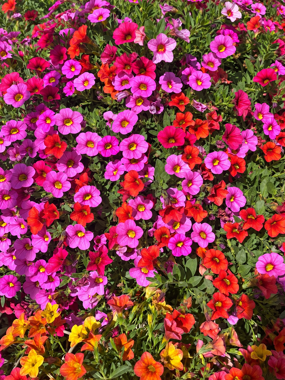 Flowering Plants