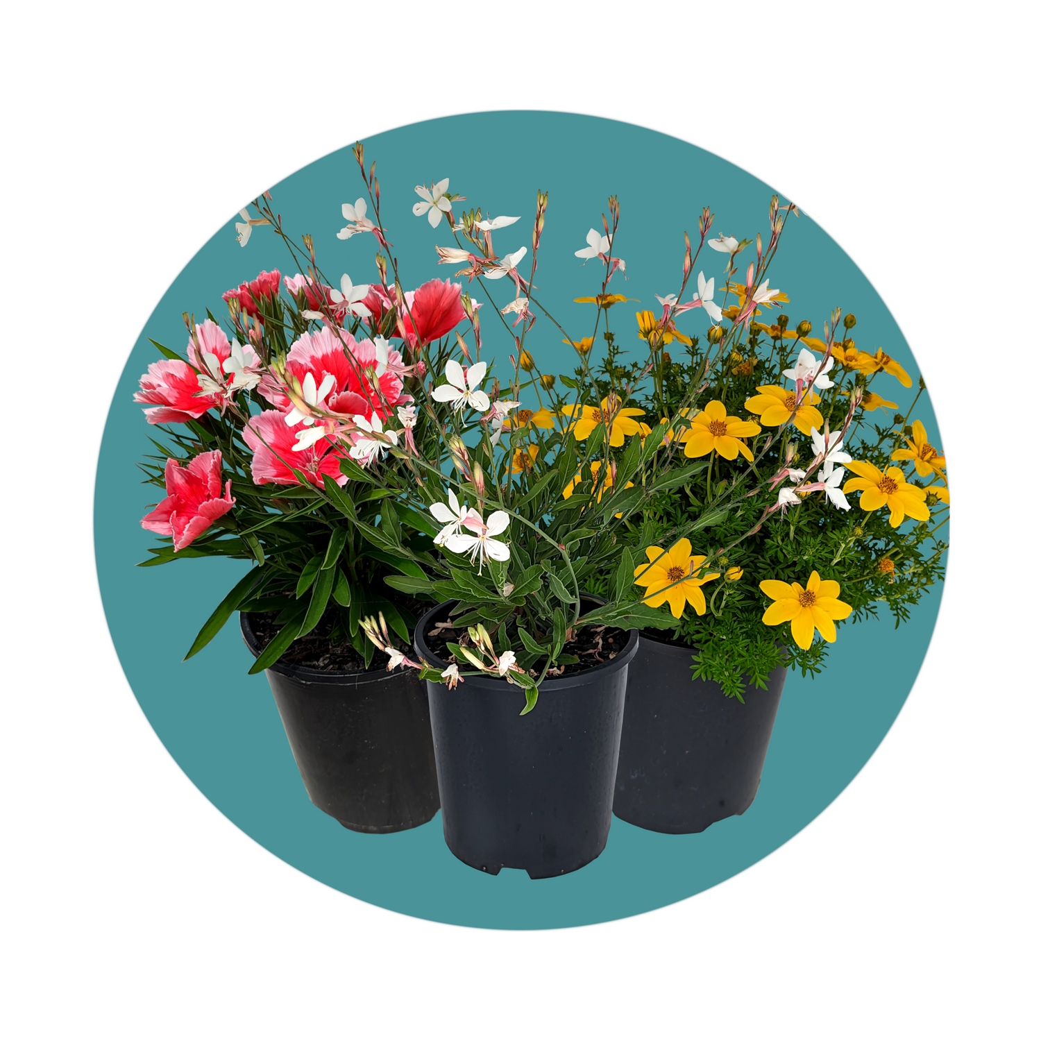 online Nursery