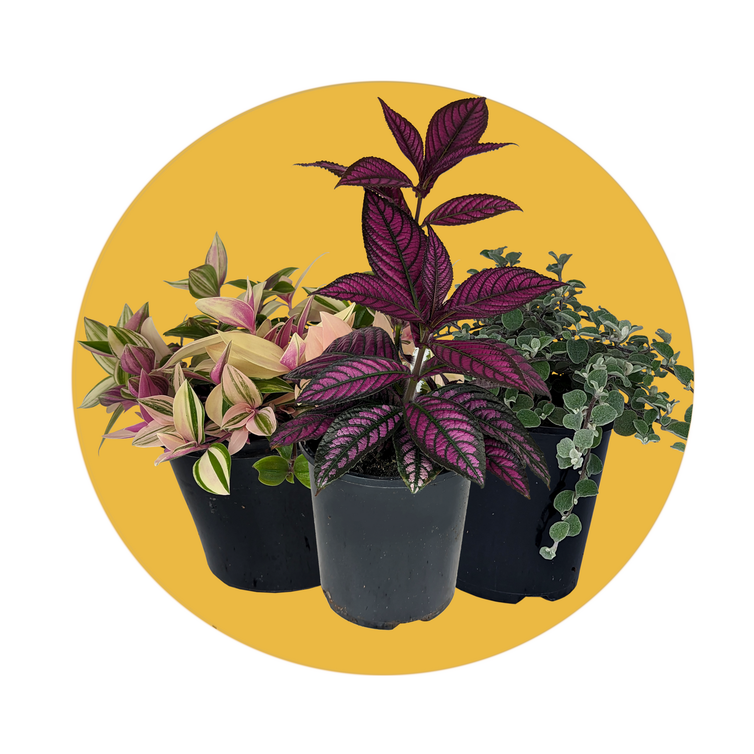 Online nursery