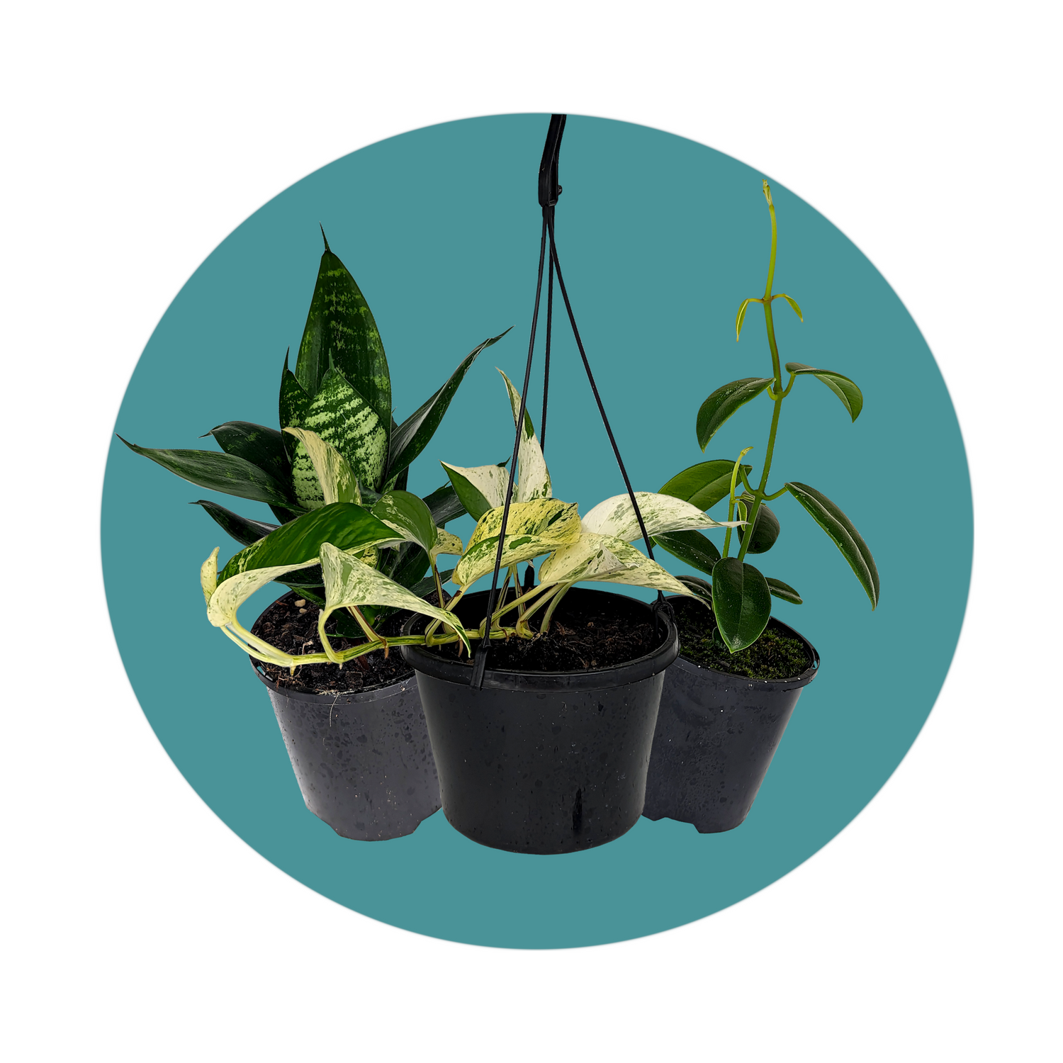 Online nursery