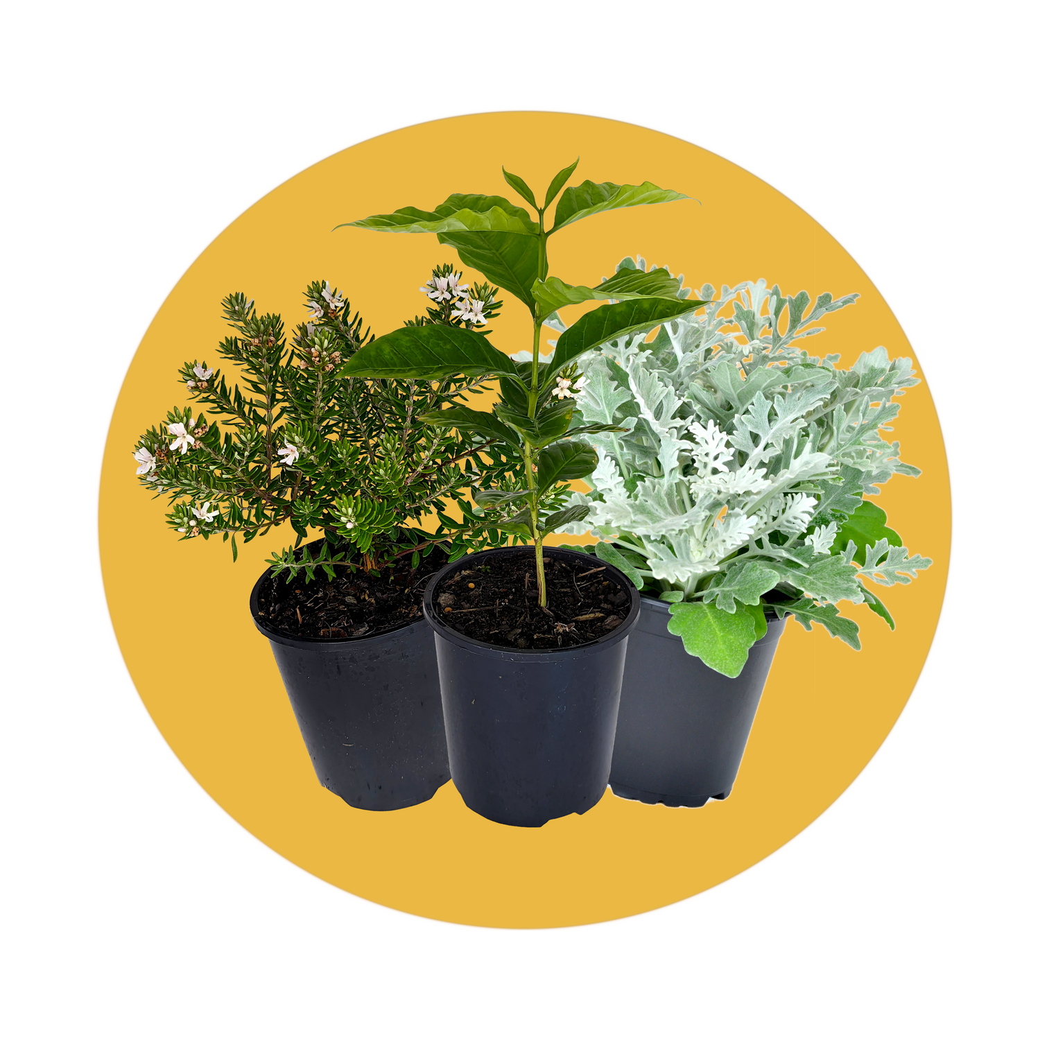 Outdoors plants