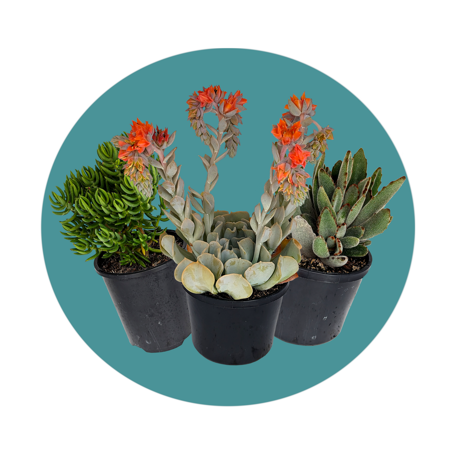 Succulent plants