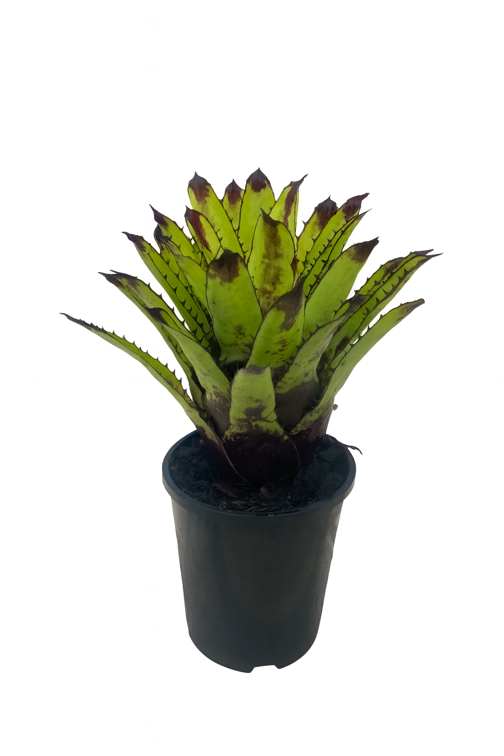 Canistrum Triangulare