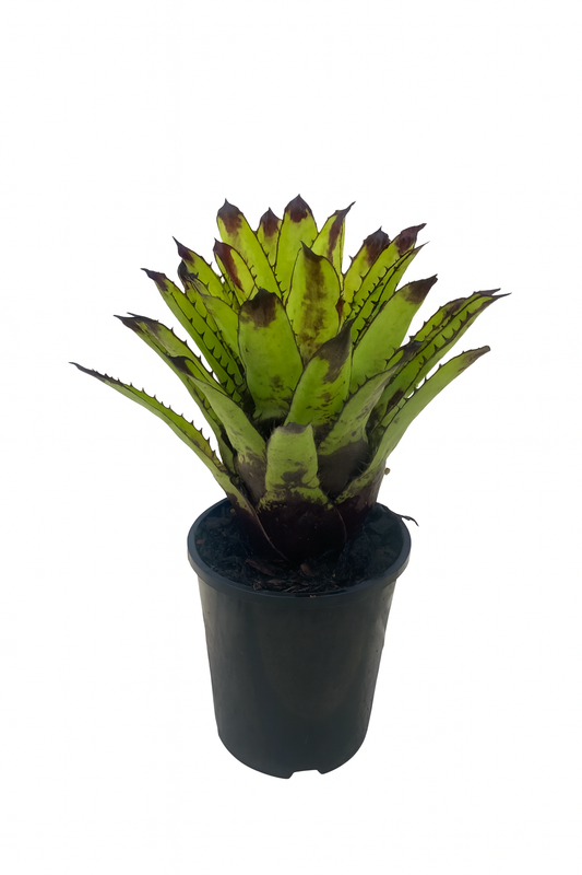 Canistrum Triangulare