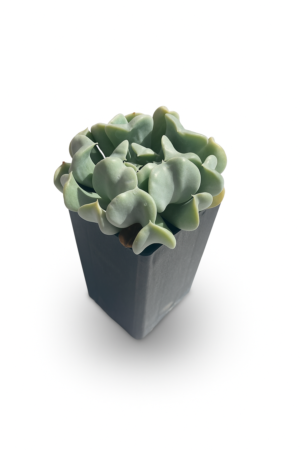 Echevaria Topsy Turvy Tube