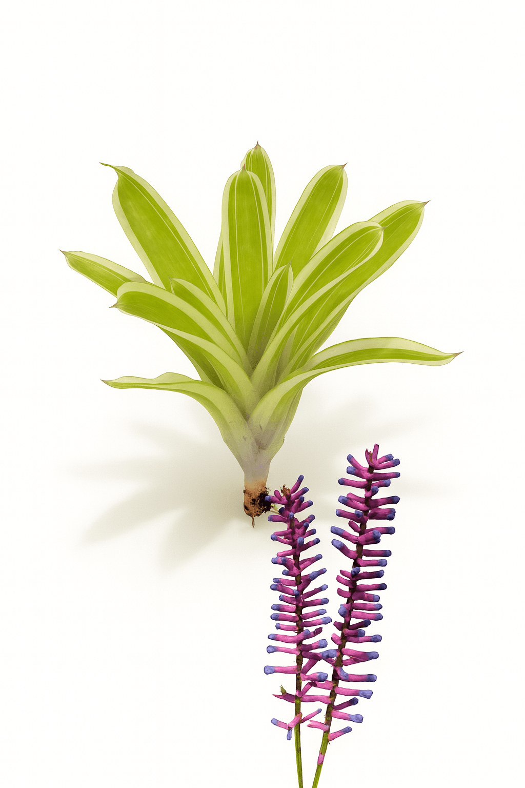 Aechmea Variegated Matchstick with Flower 