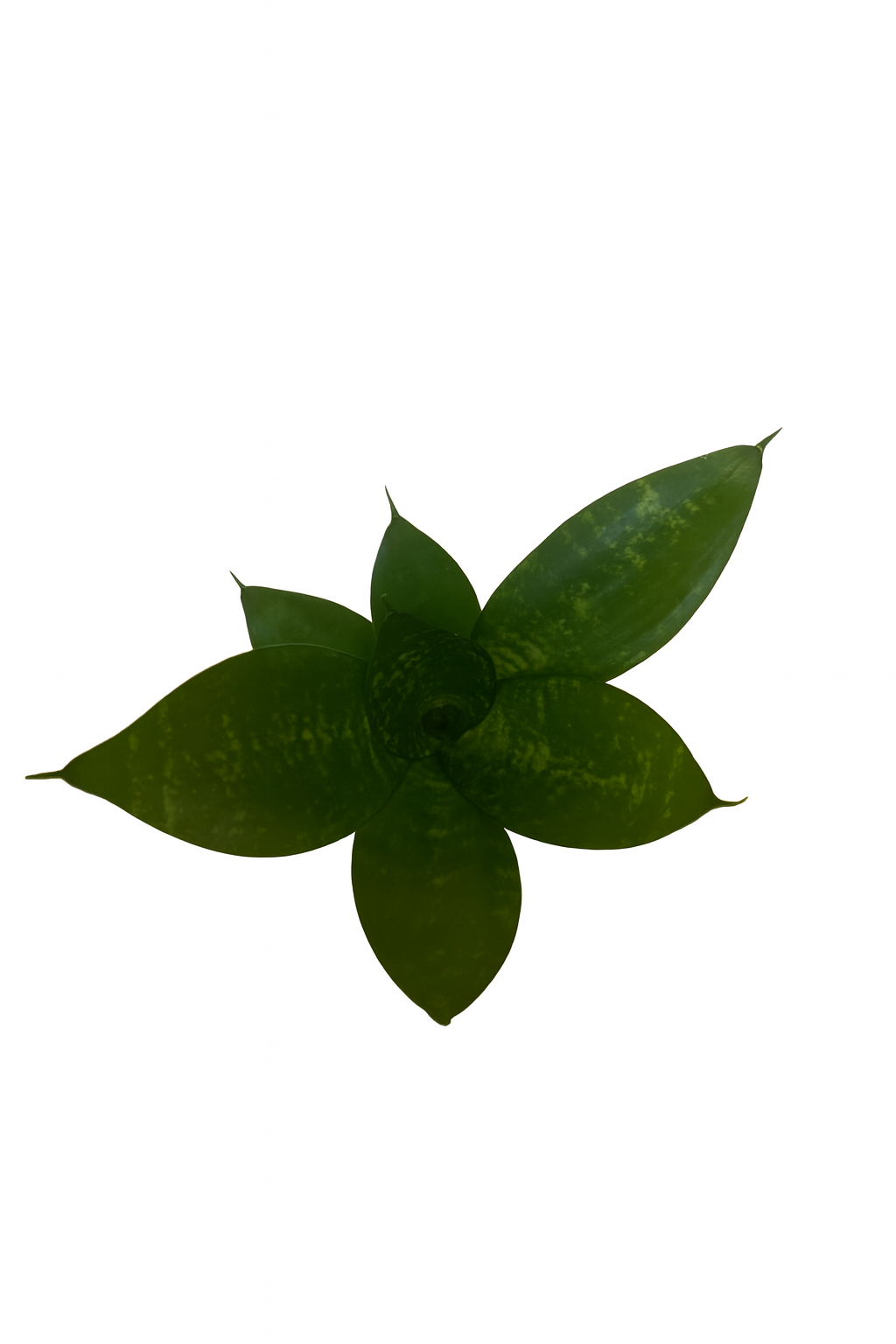 Sansevieria Hahnii Tube