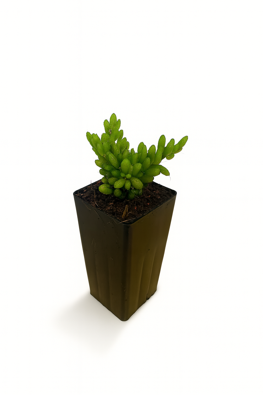 Rhipsalis Mesembryanthemoides Tube