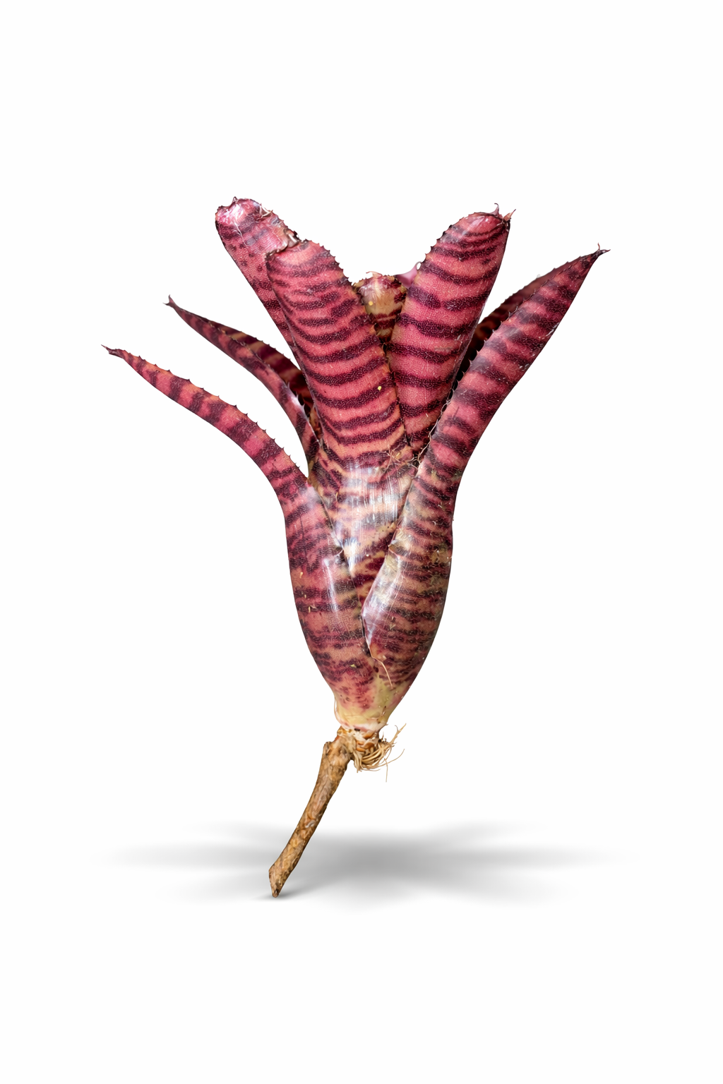 Neoregelia Little Checkers