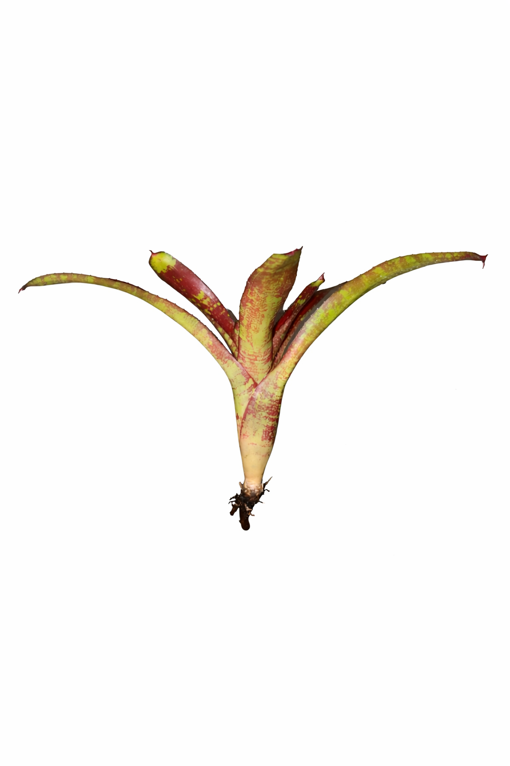 Neoregelia Brain Webber