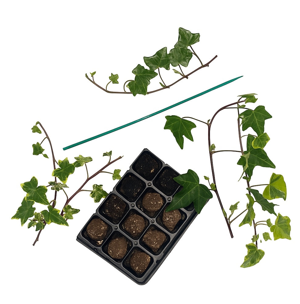 Ivy Hedera Propagation Kit