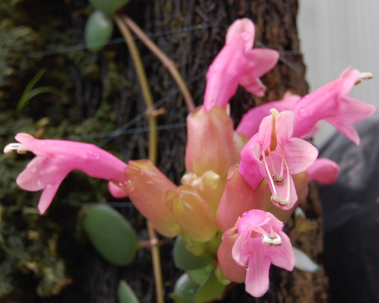Aeschynanthus Thai Pink Flowers