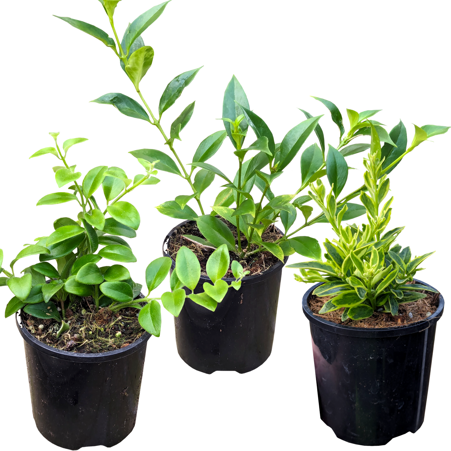 Aeschynanthus Mini Bundle