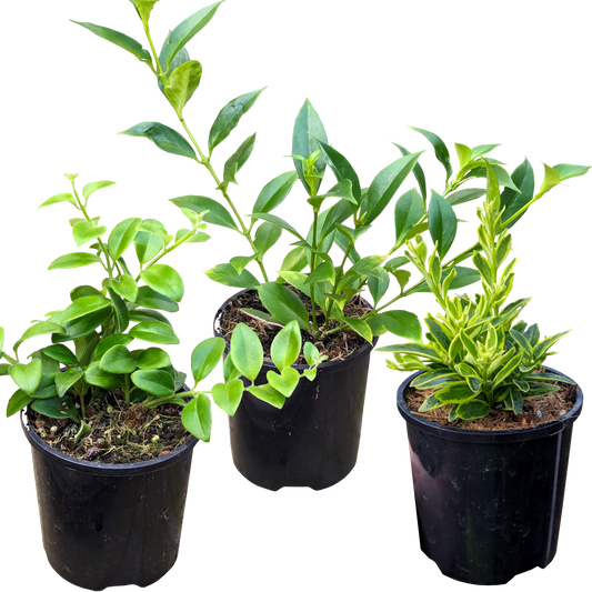 Aeschynanthus Mini Bundle