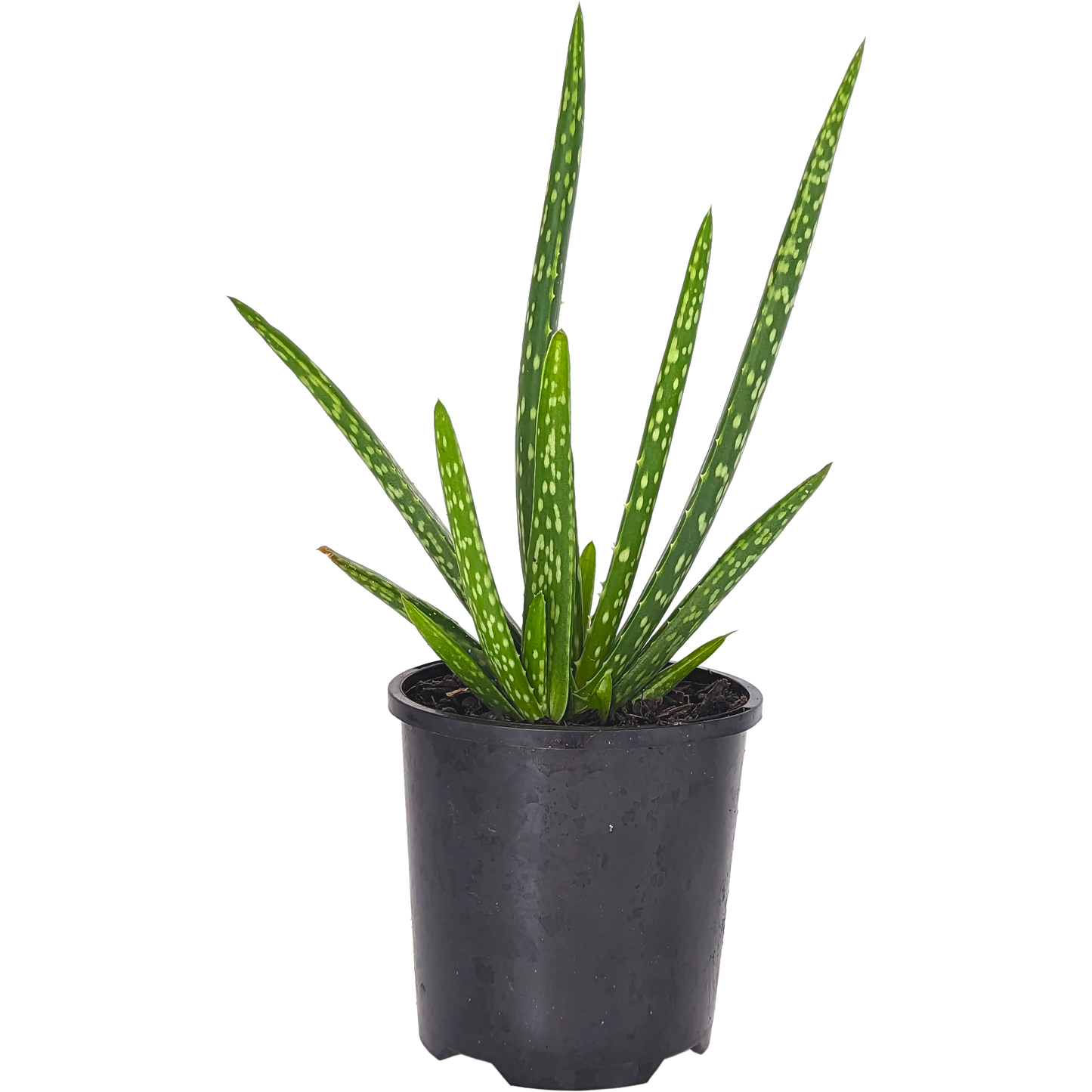 Green Hardy Aloe Vera